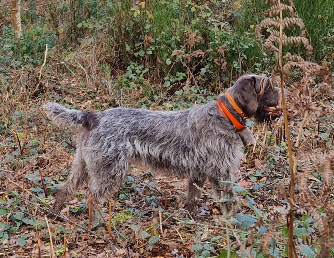 Vitalie De la Remise à Bécasse